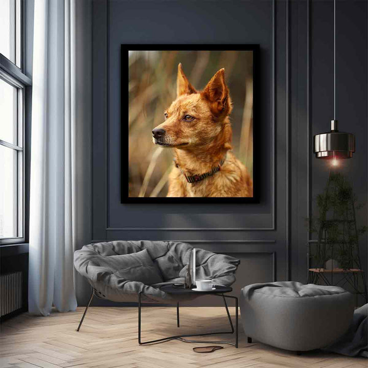 Red Heeler 