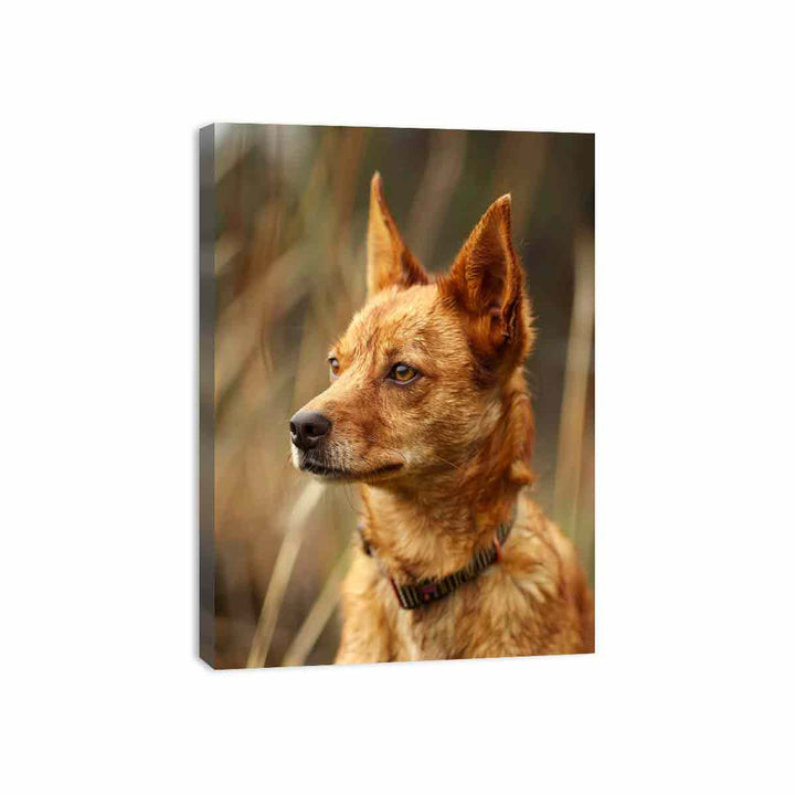 Red Heeler Canvas Print