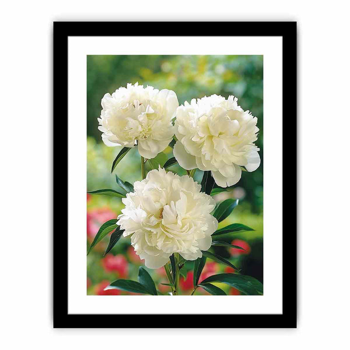 White Peony  Art Print