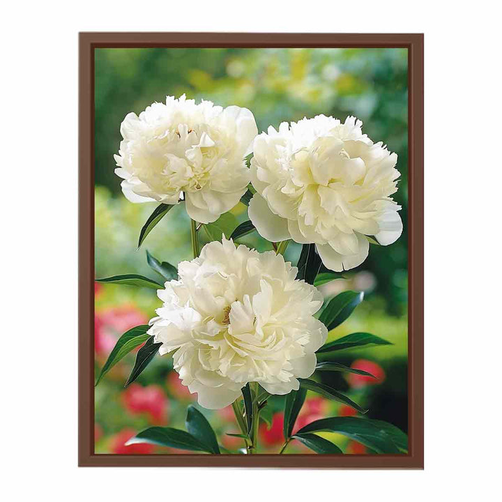 White Peony  Poster