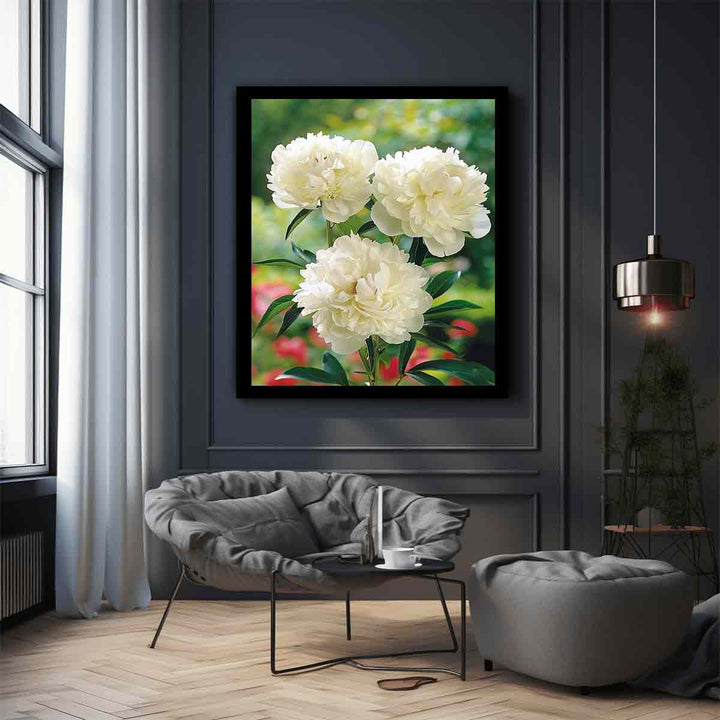 White Peony 