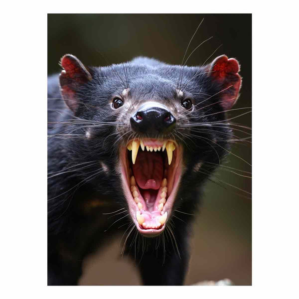 Tasmanian Devil