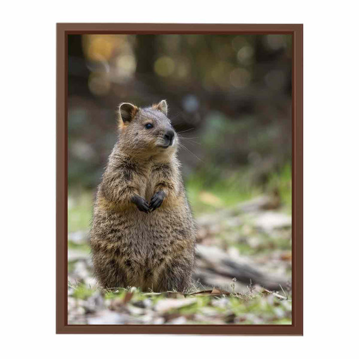 Quokka  Poster