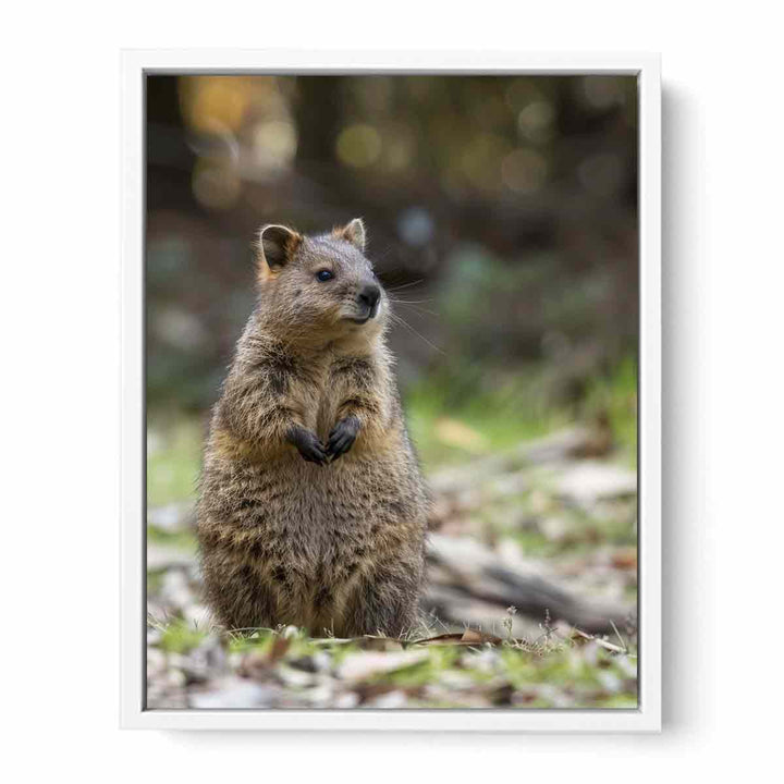 Quokka Framed Print