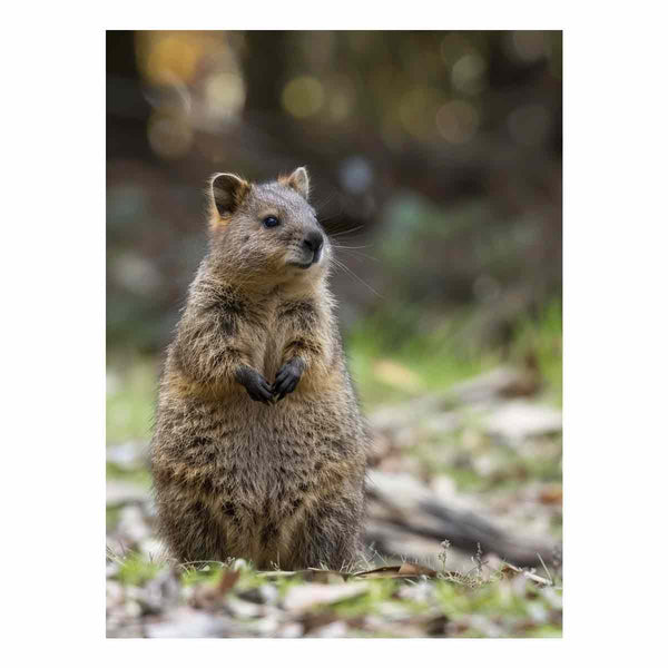 Quokka