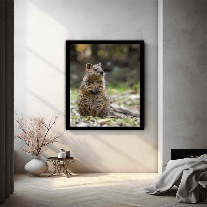 Quokka 