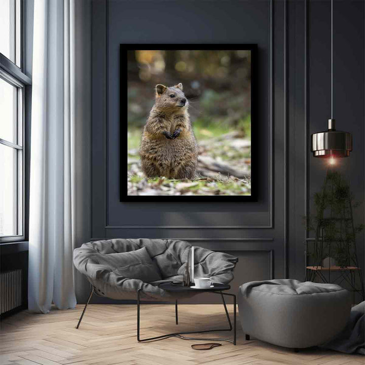 Quokka 