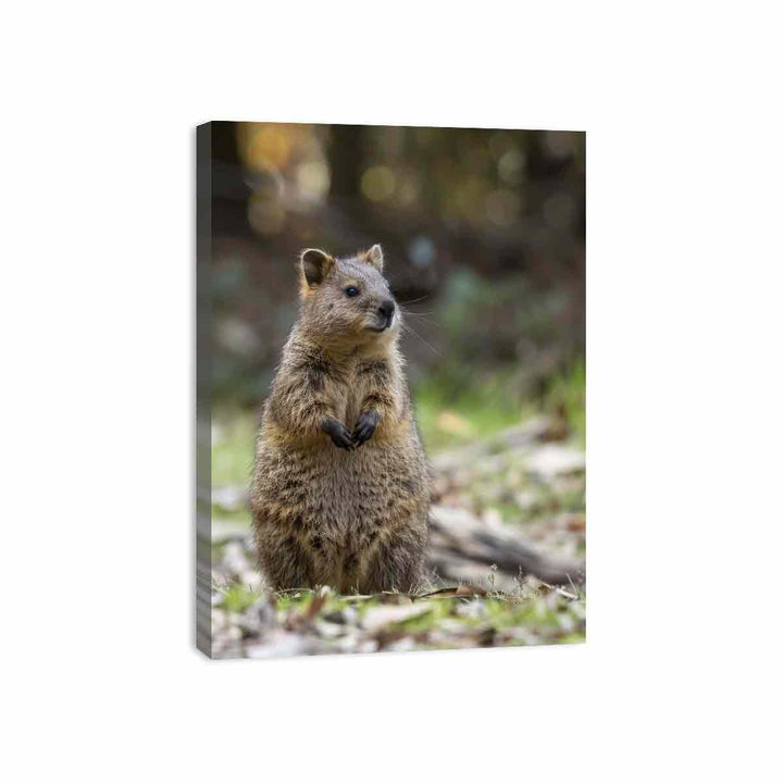 Quokka Canvas Print