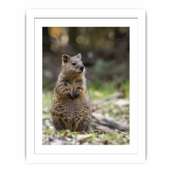 Quokka Streched canvas