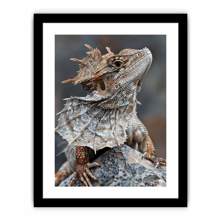 Frilled Neck Lizard  Art Print