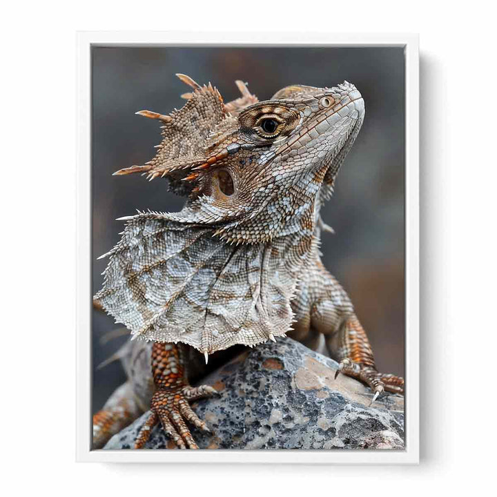 Frilled Neck Lizard Framed Print