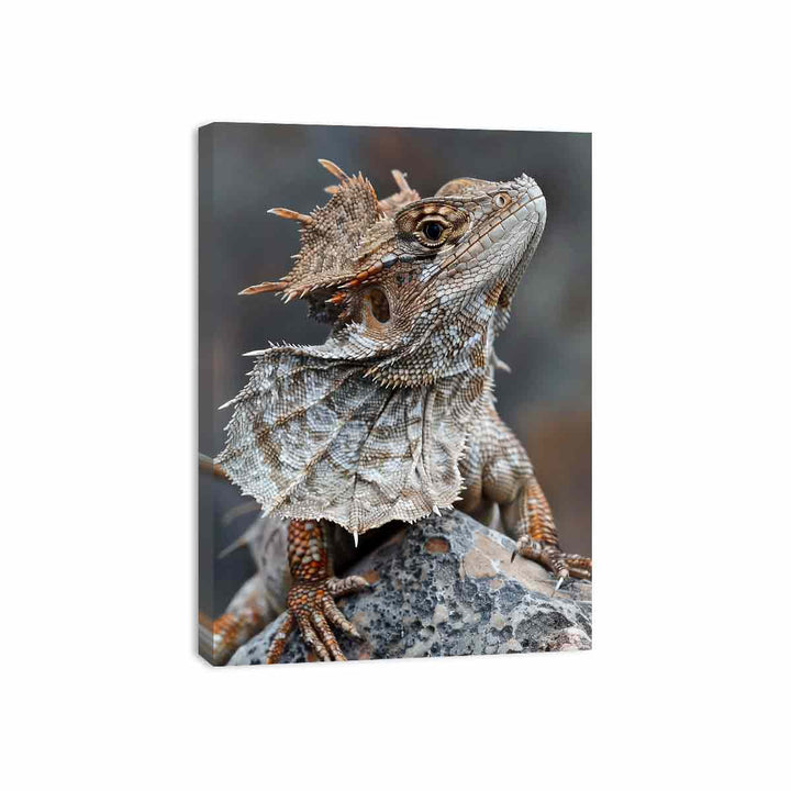 Frilled Neck Lizard Canvas Print