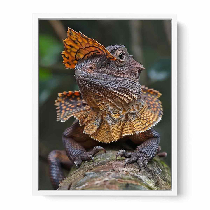 Frilled Neck Framed Print