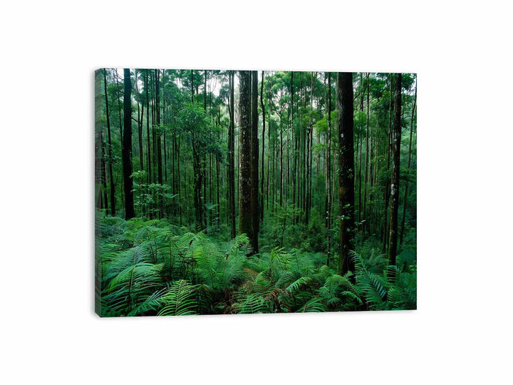 Rainforest Canvas Print