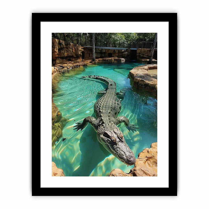 Saltwater Crocodile  Art Print