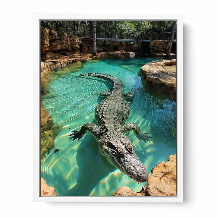 Saltwater Crocodile Framed Print