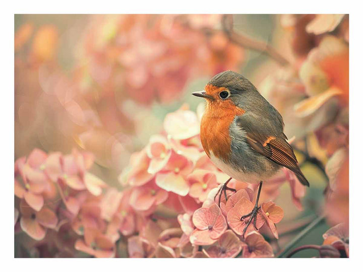 Little Robin