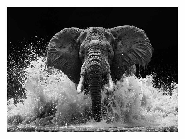 Water Elephant